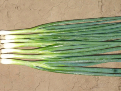 БАНЧИНГ СТАР F1 лук на зелень Энза Заден