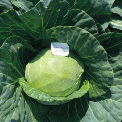 ГРИН ФЛЭШ F1 капуста белокочанная Семинис