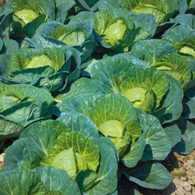 РАНЕТКА F1 капуста белокочанная Гриномика