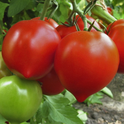 ДОРОТИ F1 томат Гриномика