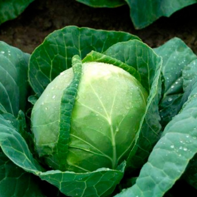 ТЕКИЛА F1 капуста белокочанная Сингента