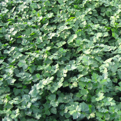 ТИТАН F1 петрушка Бейо