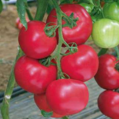 ПИНК ИМПРЭШН F1 томат Саката (1000 шт)