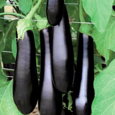 КАРАТАЯ F1 баклажан Вильморин