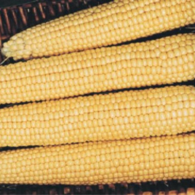 МЕГАТОН F1 кукуруза Вильморин (5 000 шт)