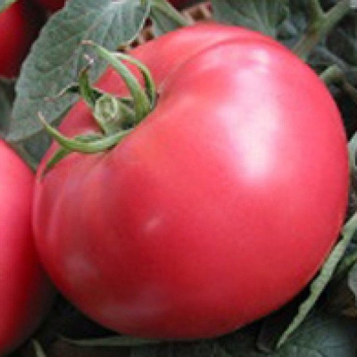 ПАНДАРОЗА F1 томат Семинис, 500шт