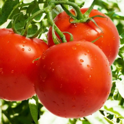 ДЖЕМПАКТ F1 томат Саката