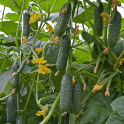 ТОТЕМ F1 огурец Гриномика