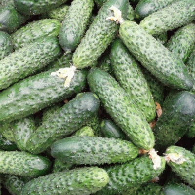 3506 F1 огурец Семинис