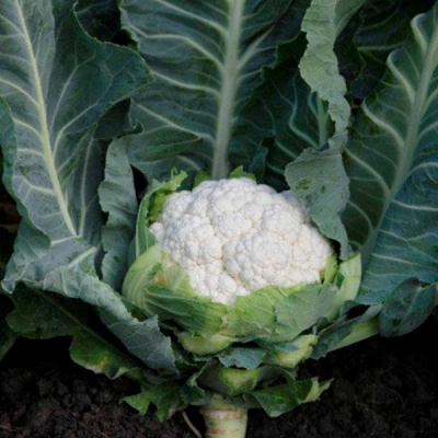 СОЛИСТАР F1 капуста цветная Сингента