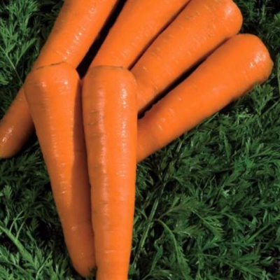 СИЛВАНО F1 морковь Вильморин (фр.1, 6-1, 8 мм) 500 т шт