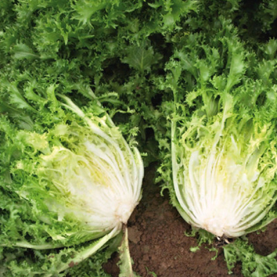 АСКАРИ F1 эндивий Энза Заден