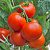 ЦИНТО F1 томат Райк Цваан, NS, 1 тыс.шт
