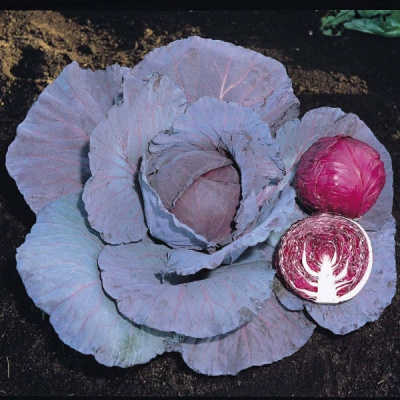 РЭД ДЖЕВЕЛ F1 капуста краснокочанная Саката