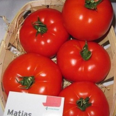 МАТИАС F1 томат Семинис 500 шт