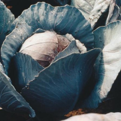 ФУЕГО F1 капуста краснокочанная Вильморин