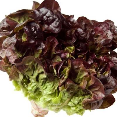 ЭЗРА F1 салат изи лиф Энза Заден