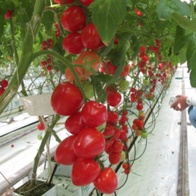 АМОРЕ F1 томат Гавриш