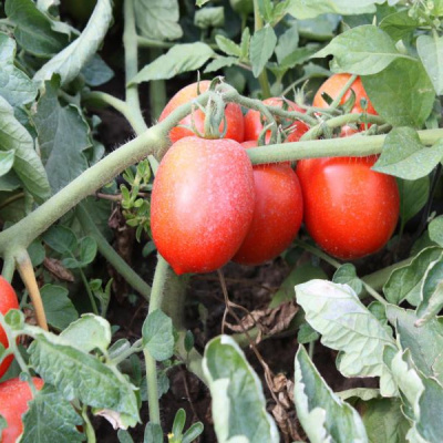 РЕД СКАЙ F1 томат Нюнемс