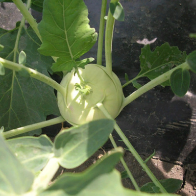 ОАЗИС F1 кольраби Энза Заден