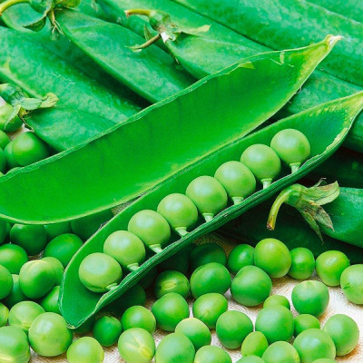 ШУГАР ФЛЭШ F1 горох Сингента (100 000 шт)