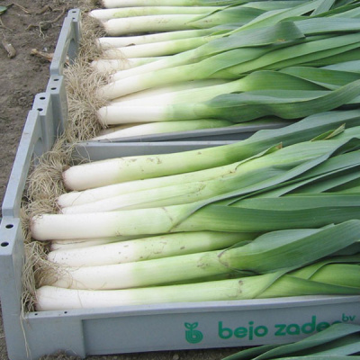 КОЛАМБУС F1 лук порей Бейо