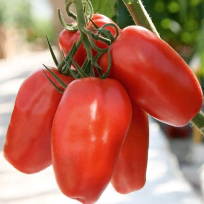 ГУСАРСКИЙ F1 томат Гавриш