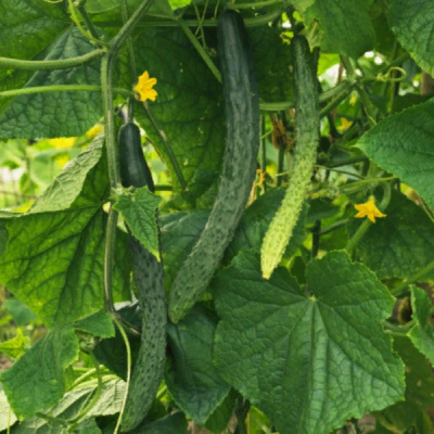 ФЕН ШУЙ F1 огурец Гриномика