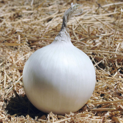 АЙСПЁРЛ F1 лук Бейо