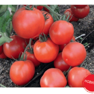 ПРЕМЬЕРА F1 томат Гавриш