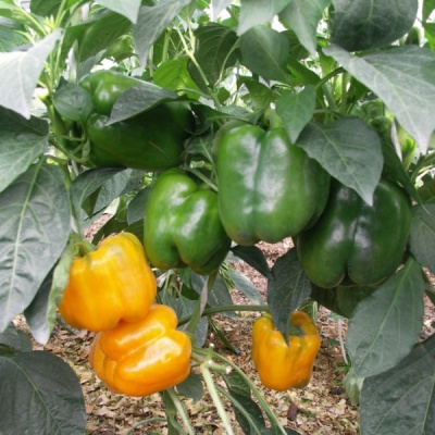 ЭРЛИ САНСЕЙШН F1 перец Семинис