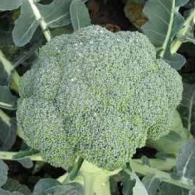 СТРОМБОЛИ F1 брокколи Хазера