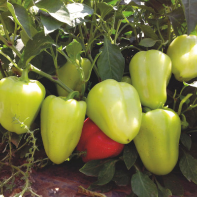 Анетта F1 перец Энза Заден