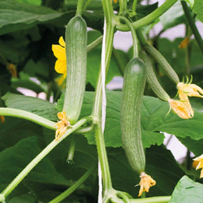 АЗАДИ F1 огурец Гриномика