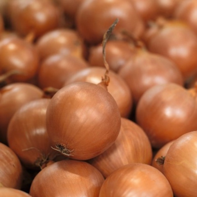 БАНКО F1 лук Сингента