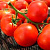 ФАНТАСТИНА F1 томат Сингента