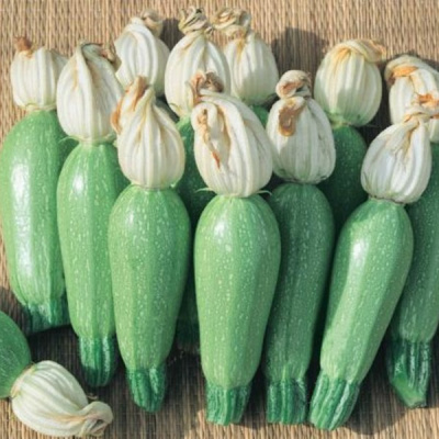 ЛЕНА F1 кабачок Вильморин