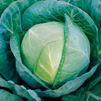 РОКТОР F1 капуста белокочанная Сингента