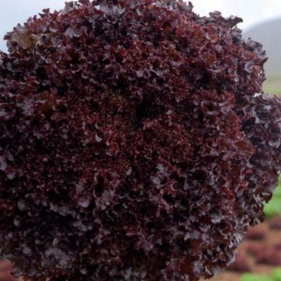 БАКУС F1 салат Вильморин (25 000 др.)