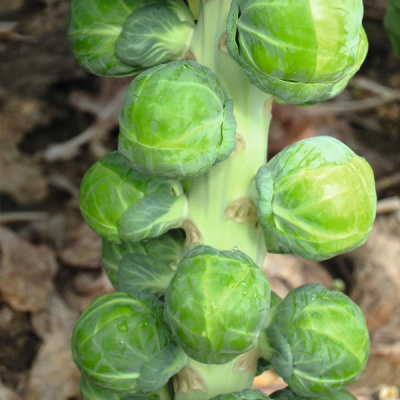 ДИАБЛО F1 капуста брюссельская Бейо