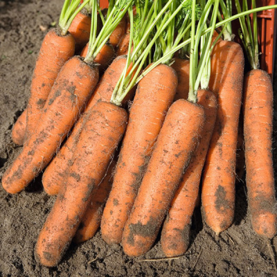 НОРВОЛК F1 морковь Бейо (1.8-2.0)