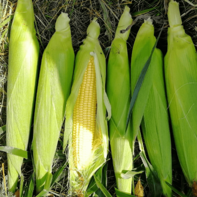 ТРОФИ F1 кукуруза Семинис