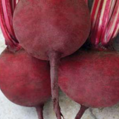 ДЕТРОЙТ F1 свекла Саката (50 000 шт)