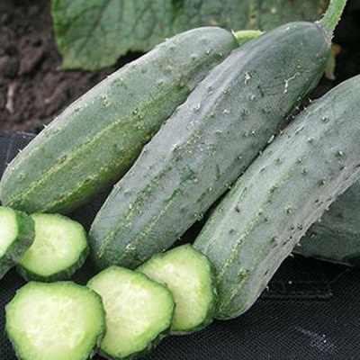 ГЕКТОР F1 огурец Нюнемс (500 шт)