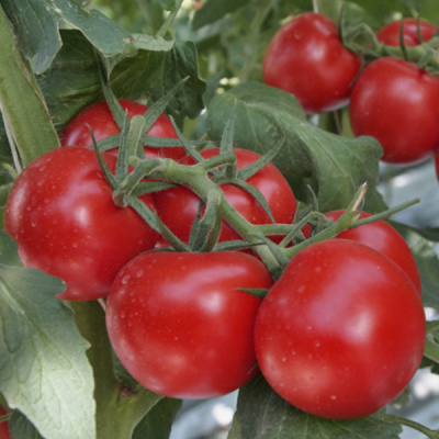 РЕД РЕВИР F1 томат Гриномика