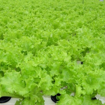 ХЬЮДЖИН F1 салат Семинис