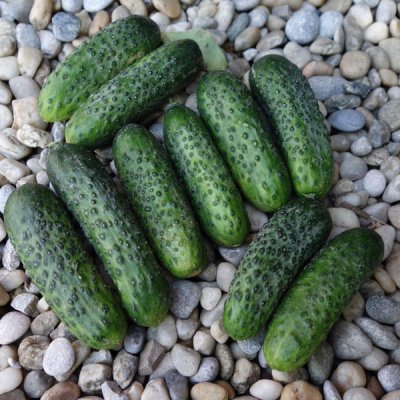 АРДИЯ F1 огурец Бейо (1000)