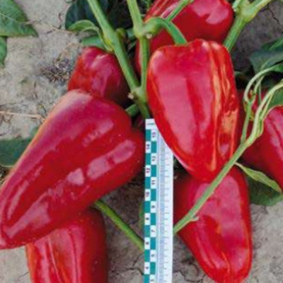 ФАСТ F1 перец Саката