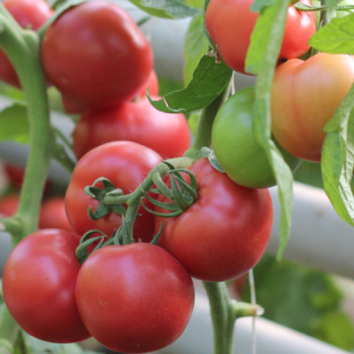 ПИНК ШАЙН F1 томат Энза Заден