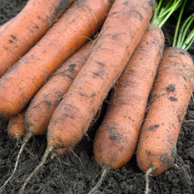 НОМИНАТОР F1 морковь Бейо (2.0-2.2)